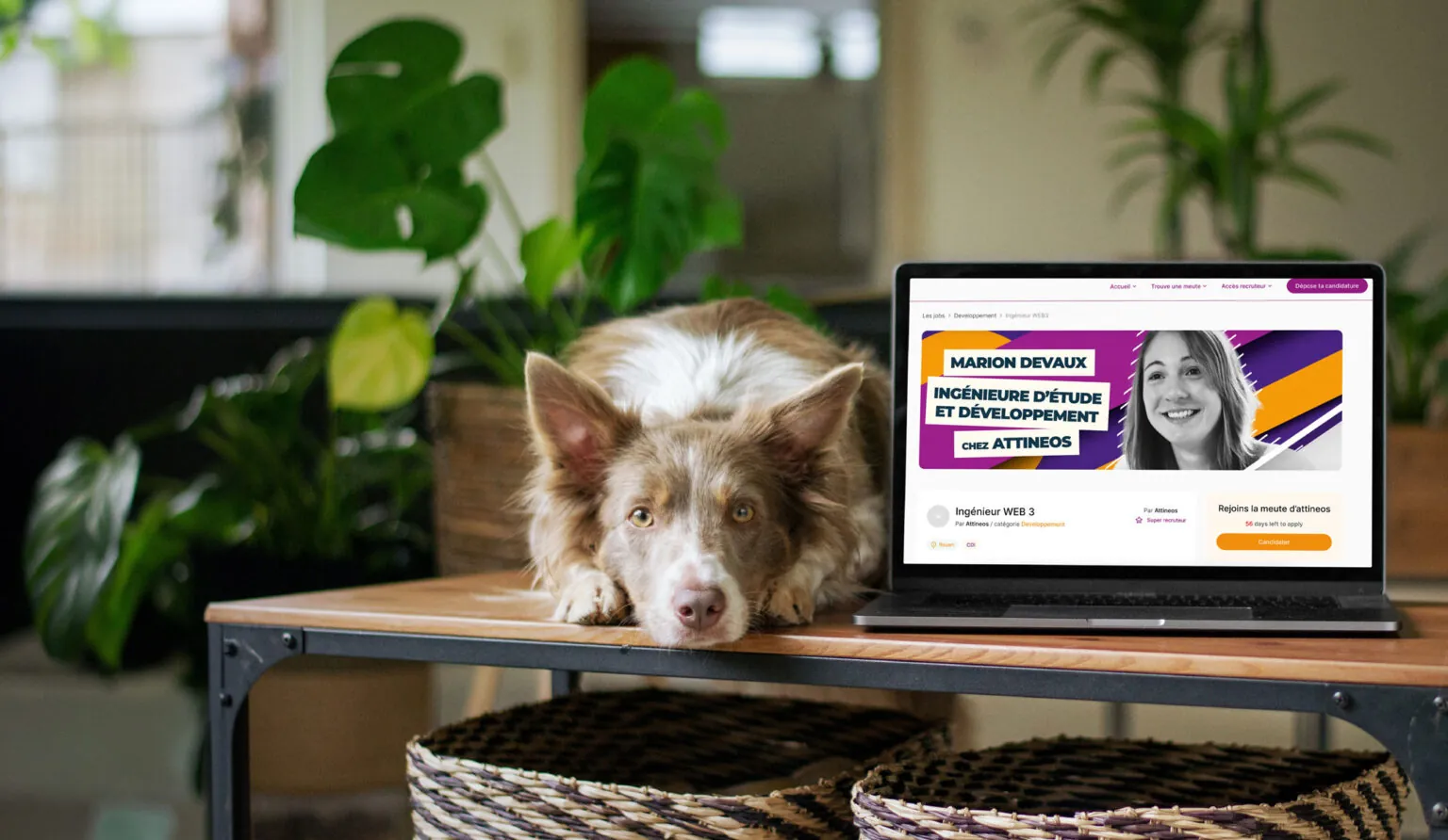 Un site carrière Trouve ta meute affiché sur un ordinateur portable