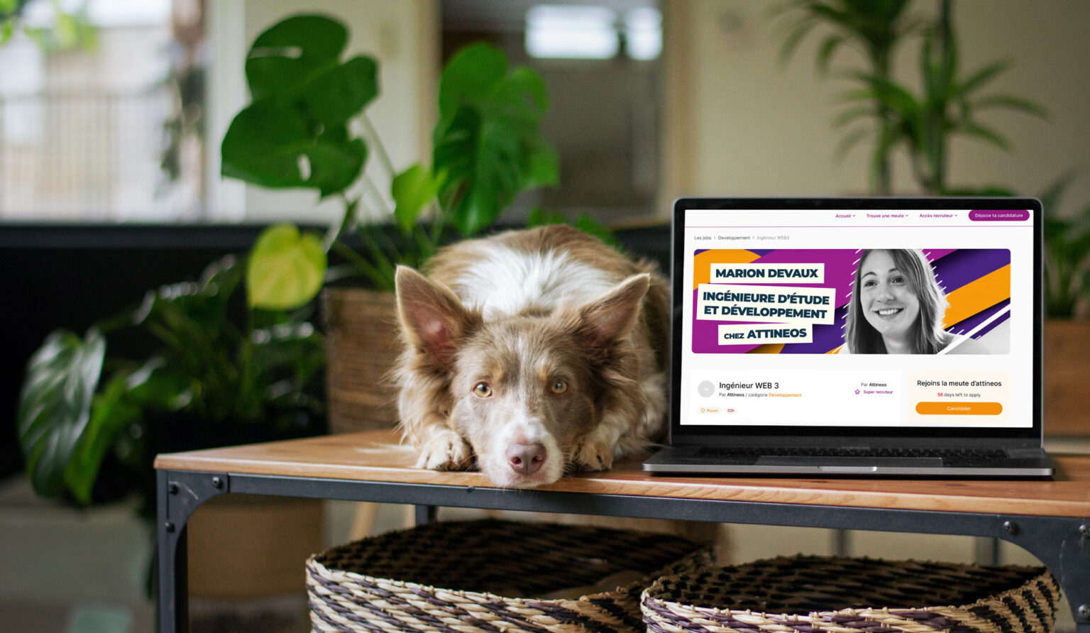 Un site carrière Trouve ta meute affiché sur un ordinateur portable
